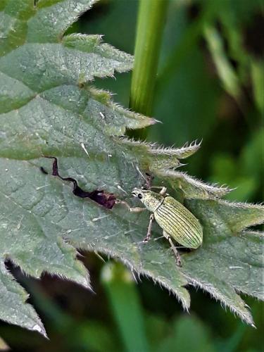 Polydrusus formosus